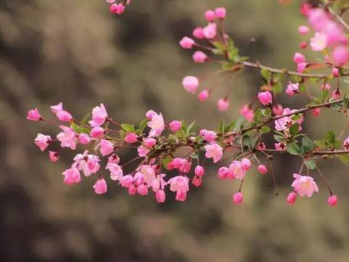 待海(hǎi)棠花(huā)開(kāi)時(shí)，再回到(dào)二十年(nián)前可(kě)好(hǎo)